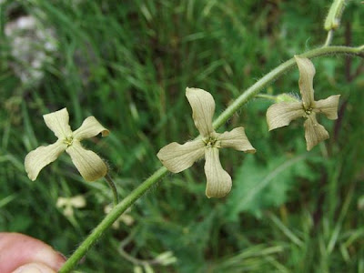 Cut Leaved Dame's Violet Cut Leaved Dame's Violet