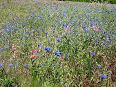 Cornflower Cornflower