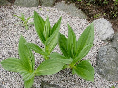 Genziana ad antere saldate