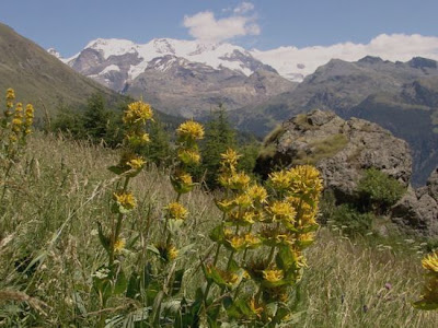 Genziana ad antere saldate