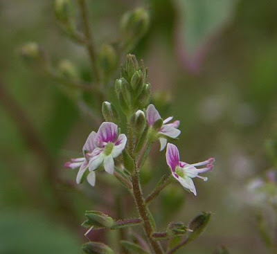 Veronica delle sponde