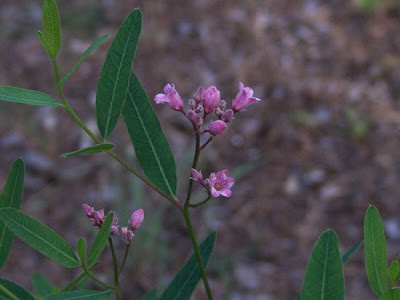 Trachomitum venetum (L.) Woodson