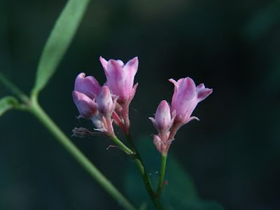 Trachomitum venetum (L.) Woodson