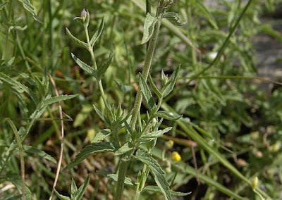 Nepeta nepetella L.