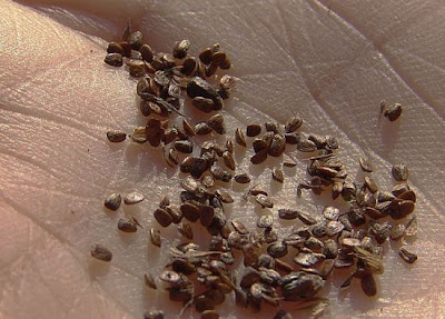 Leonurus marrubiastrum L.