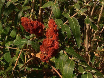 Rhus typhina L.