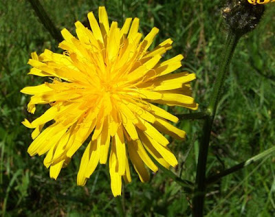 Radicchiella maggiore