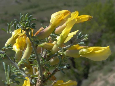 Citiso spinoso Citiso spinoso