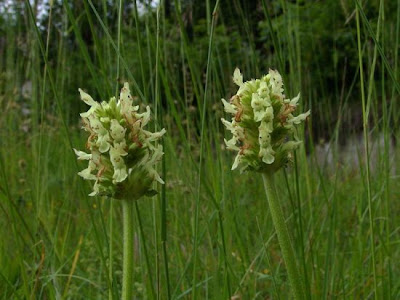Betonica bianca Betonica bianca