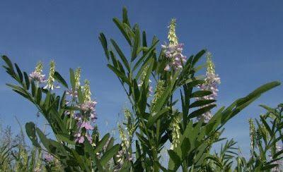 Galega officinalis,
Avanese,
Capraggine,
galega,
goat's rue,
goat's-rue,
goatsrue,
professor-weed,
professorweed