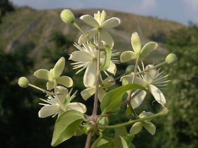 Clematis vitalba L.