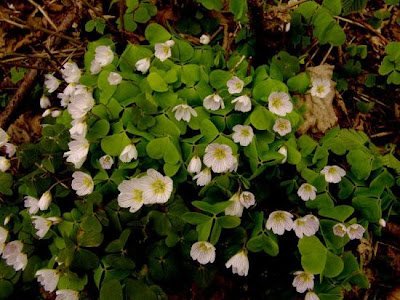 European wood-sorrel European wood-sorrel
