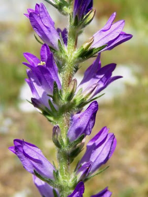 Campanula spicata L.