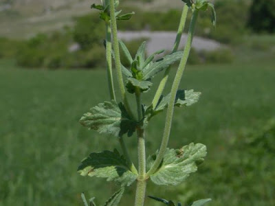 Veronica di Orsini