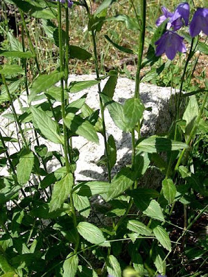 Broad Leaved Harebell Broad Leaved Harebell