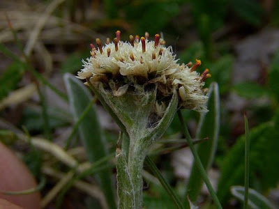 Antennaria carpatica (Wahlenb.) Bluff & Fingerh.