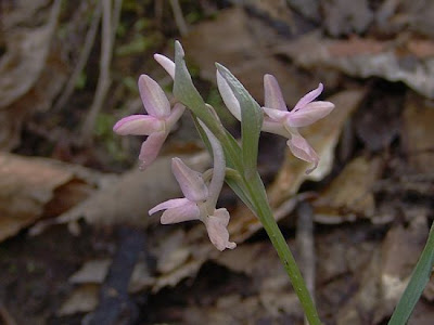 Dactylorhiza romana,
Orchide romana
