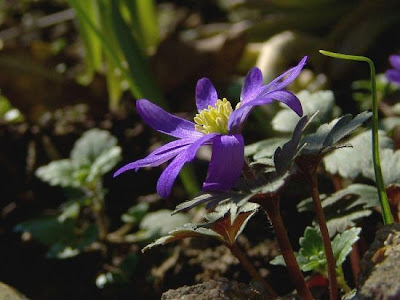 Anemone dell'Appennino Anemone dell'Appennino
