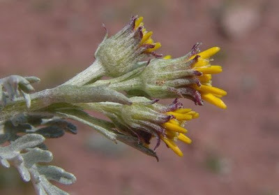 Jacobaea incana,
Senecione biancheggiante