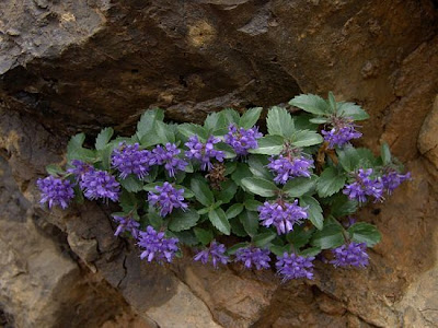 Paederota bonarota,
Bonarota comune