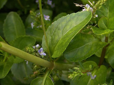 Brooklime Brooklime