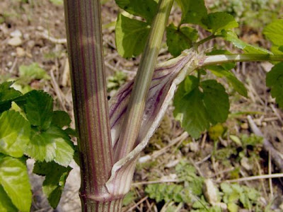 Alexanders Alexanders