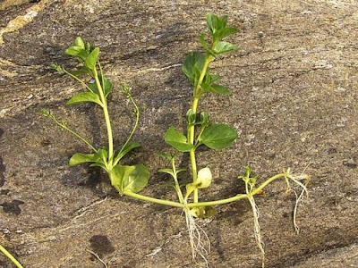 Brooklime Brooklime