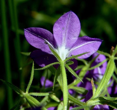 Legousia speculum-veneris (L.) Chaix
