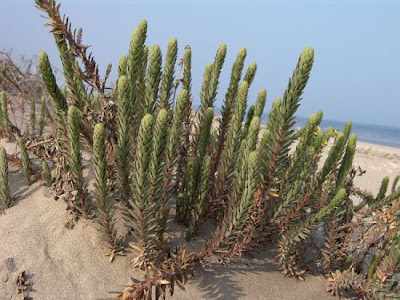 Euphorbia paralias L.