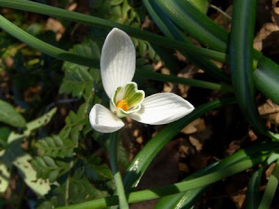 Galanthus nivalis L.