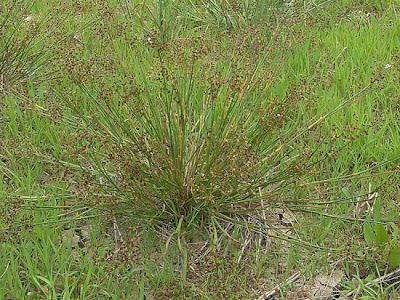 Juncus articulatus,
Giunco nodoso,
jointed rush,
jointleaf rush,
juncus
