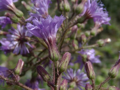Lactuca alpina,
Alpen-Milchlattich,
Cicerbita violetta,
mountain sow thistle,
tall blue-lettuce