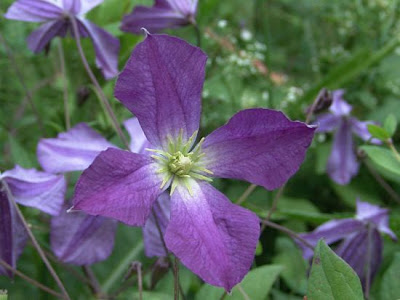 Clematis viticella L.