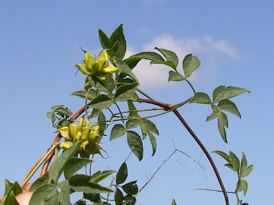 Clematis viticella L.