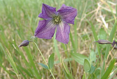 Clematis viticella L.