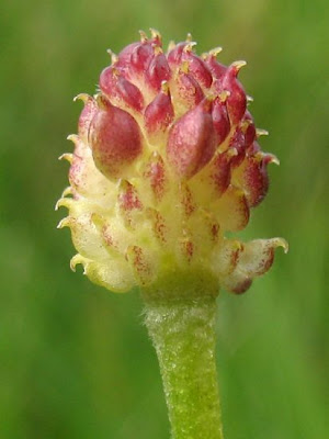 Goldilocks Buttercup Goldilocks Buttercup