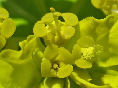 Euphorbia gasparrinii Boiss.
