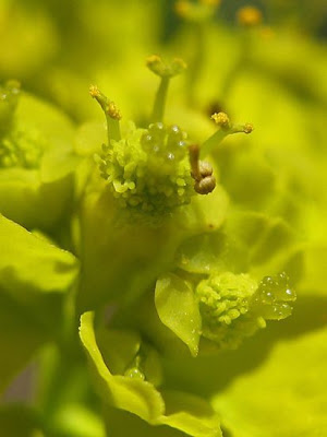 Euphorbia gasparrinii Boiss.