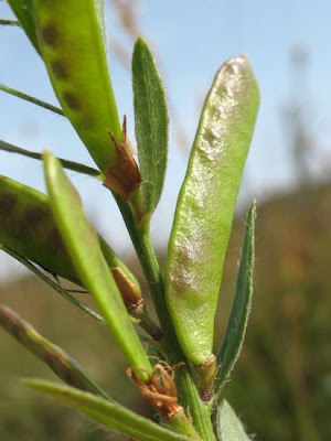 Dyer's broom Dyer's broom