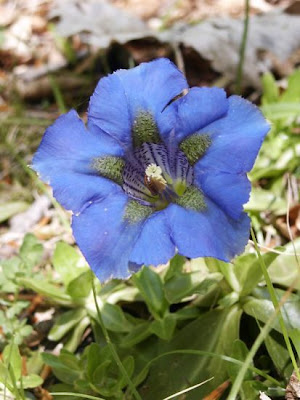 Genziana appenninica Genziana appenninica
