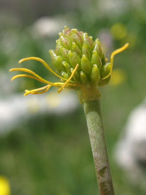 Grass Leaved Buttercup