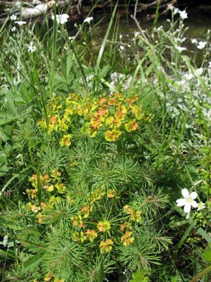 Euforbia cipressina Euforbia cipressina