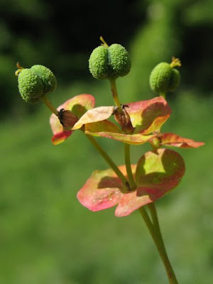 Euforbia cipressina Euforbia cipressina