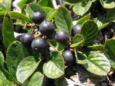 Dwarf Buckthorn Dwarf Buckthorn