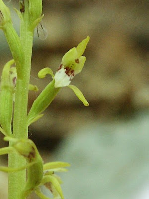 Coralloriza Coralloriza