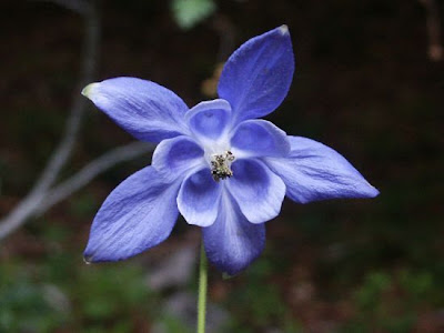 Aquilegia vulgaris L.