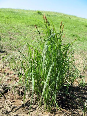 Carex nigra (L.) Reichard