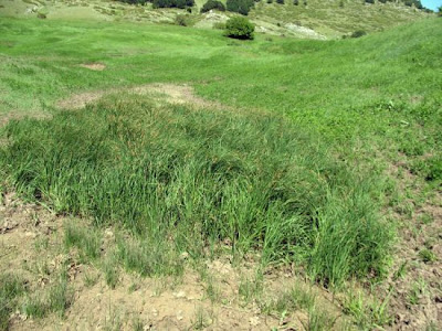 Carex nigra (L.) Reichard