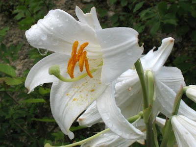 A�ucena-branca
