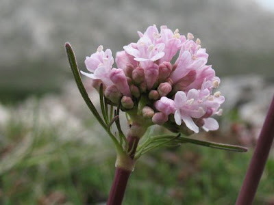 Valeriana tuberosa,
Valerian,
Valeriana tuberosa